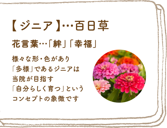 ジニア「百日草」花言葉「絆」「幸福」
